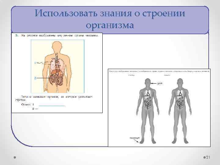 Впр 8 класс анатомия человека