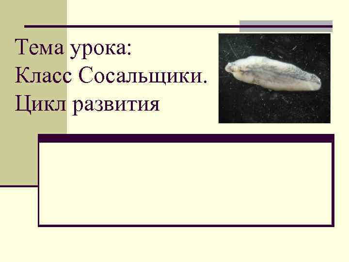 Тема урока: Класс Сосальщики. Цикл развития 