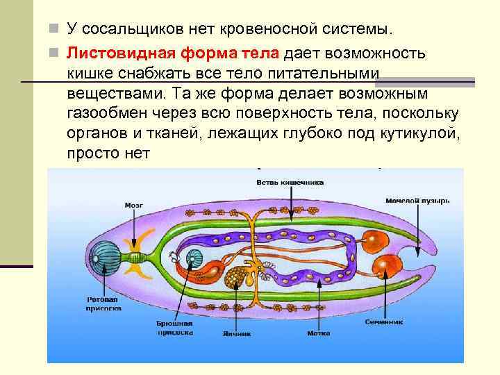 n У сосальщиков нет кровеносной системы. n Листовидная форма тела дает возможность кишке снабжать