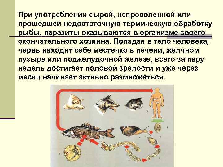 При употреблении сырой, непросоленной или прошедшей недостаточную термическую обработку рыбы, паразиты оказываются в организме