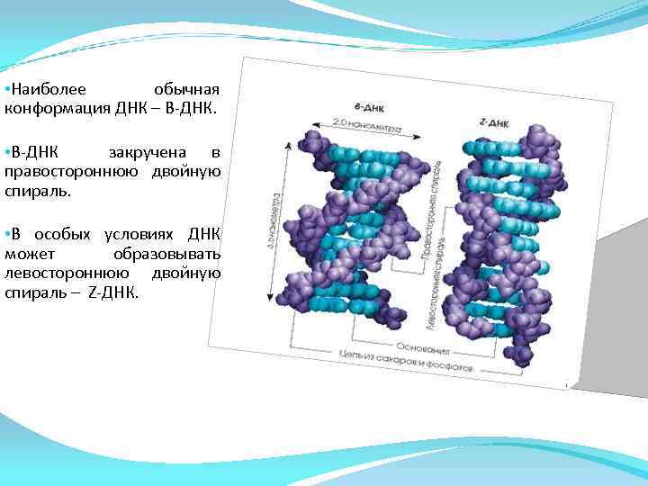  • Наиболее обычная конформация ДНК – B-ДНК. • В-ДНК закручена в правостороннюю двойную