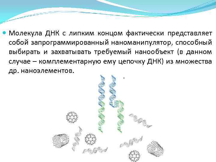  Молекула ДНК с липким концом фактически представляет собой запрограммированный наноманипулятор, способный выбирать и