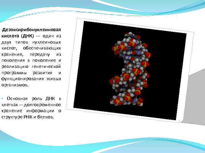  • Дезоксирибонуклеиновая кислота (ДНК) — один из двух типов нуклеиновых кислот, обеспечивающих хранение,