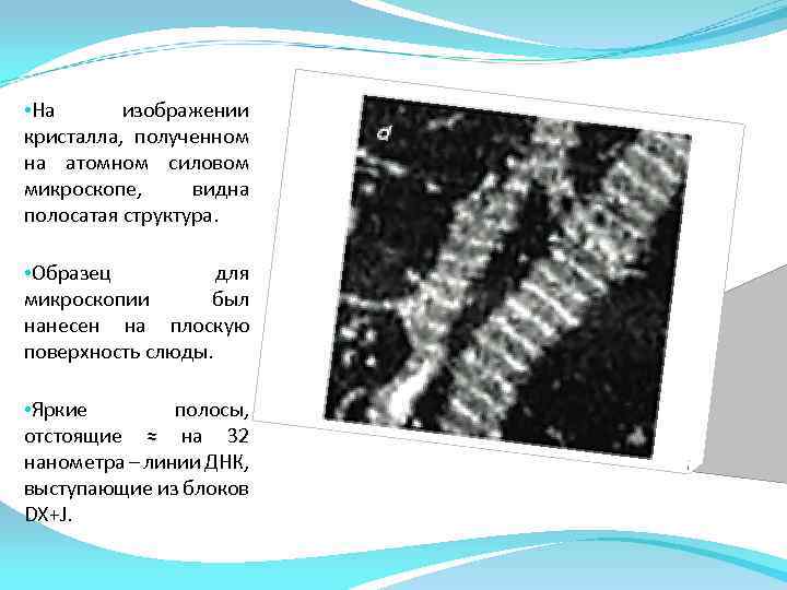  • На изображении кристалла, полученном на атомном силовом микроскопе, видна полосатая структура. •
