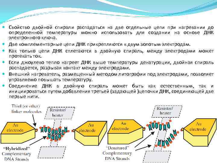 Принцип соединения цепей днк. Соединение двух цепей ДНК. Как соединены две Цепочки ДНК. Две отдельные Цепочки ДНК. Хранение данных на основе ДНК.