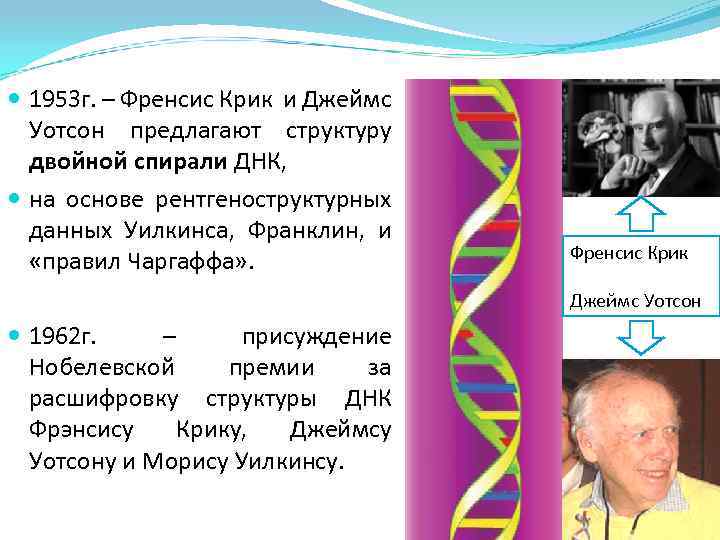 Открытые структуры днк. Структура ДНК 1953. Структура ДНК открытие 1953. Фрэнсис крик ДНК.