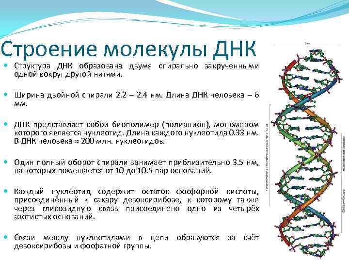 Удваивается молекула днк. Компактную структуру молекулы ДНК формируют. Структурная организация молекулы ДНК. Строение Цепочки ДНК. Опишите структуру ДНК.