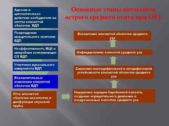 Адгезия и цитопатическое действие возбудителя на клетки слизистой оболочки ВДП Основные этапы патогенеза острого