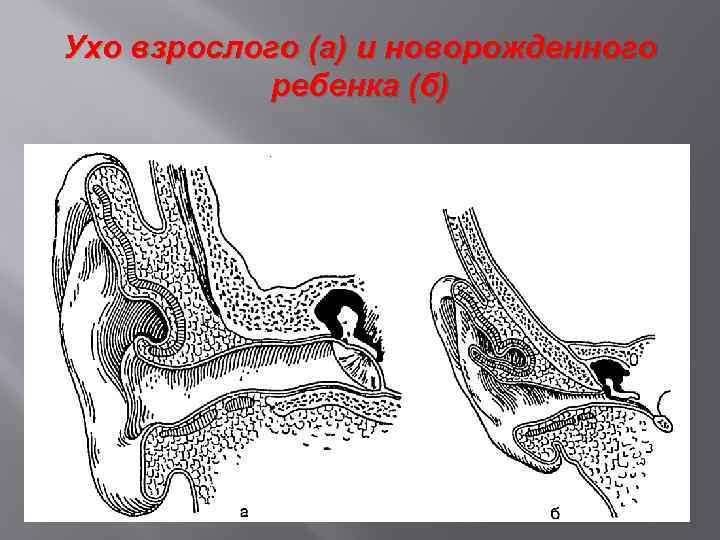 Ухо взрослого (а) и новорожденного ребенка (б) 