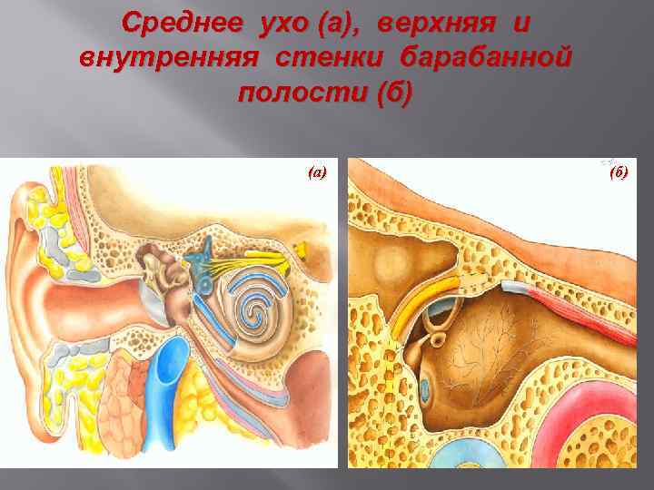 Среднее ухо (а), верхняя и внутренняя стенки барабанной полости (б) (а) (б) 
