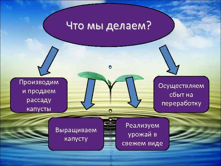 Что мы делаем? Производим и продаем рассаду капусты Выращиваем капусту Осуществляем сбыт на переработку