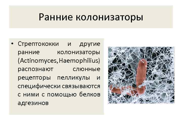 Ранние колонизаторы • Стрептококки и другие ранние колонизаторы (Actinomyces, Haemophilius) распознают слюнные рецепторы пелликулы