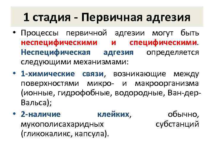 Первичный процесс. Процесс адгезии. Стадия адгезии. Химическая теория адгезии. Специфическая и неспецифическая адгезия бактерий.