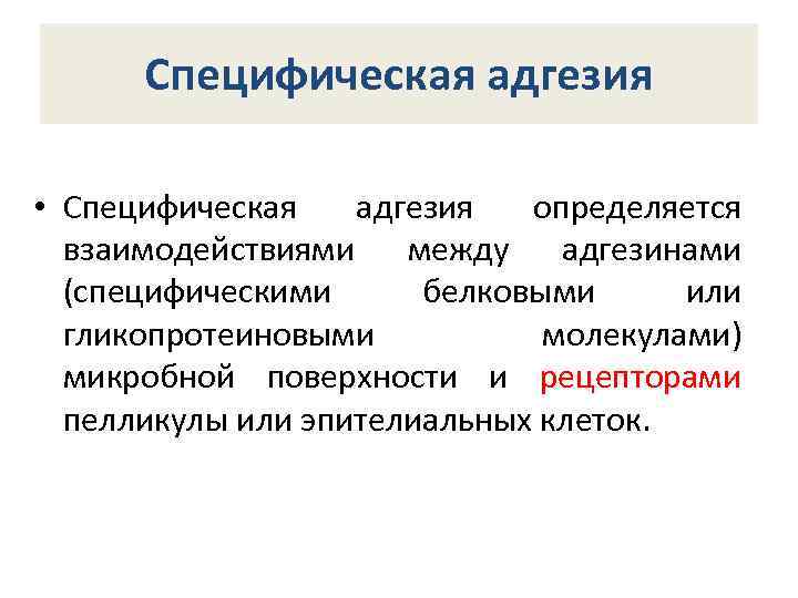 Специфическая адгезия • Специфическая адгезия определяется взаимодействиями между адгезинами (специфическими белковыми или гликопротеиновыми молекулами)