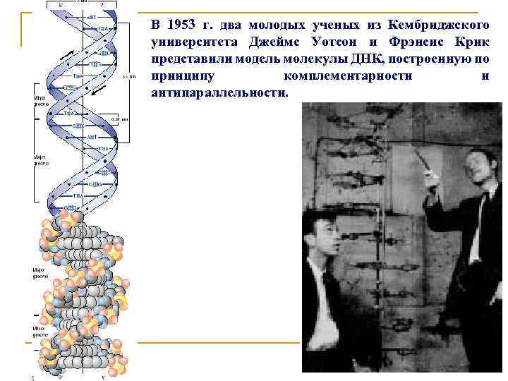 В 1953 г. два молодых ученых из Кембриджского университета Джеймс Уотсон и Фрэнсис Крик