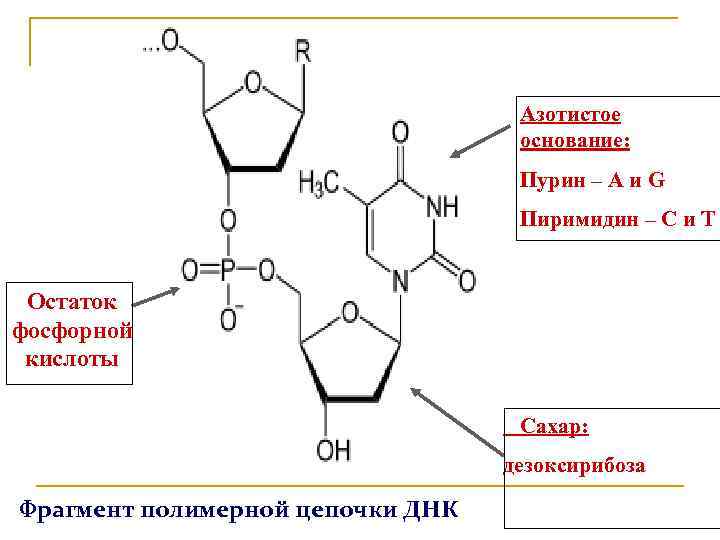 Пурины азотистые основания