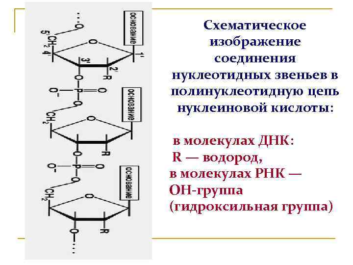 Схематическое изображение соединения нуклеотидных звеньев в полинуклеотидную цепь нуклеиновой кислоты: в молекулах ДНК: R
