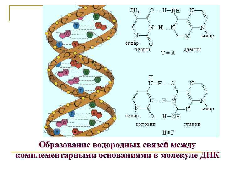 Образование водородных связей между комплементарными основаниями в молекуле ДНК 