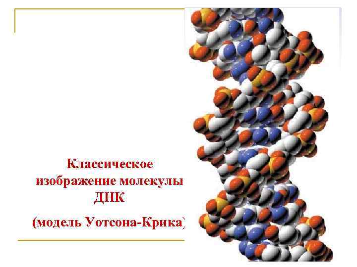 Классическое изображение молекулы ДНК (модель Уотсона-Крика) 