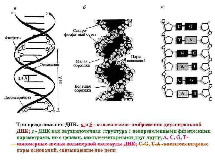 Структура, строение ДНК молекулы. Схема соединения аминокислот в ДНК. Модель структуры ДНК.