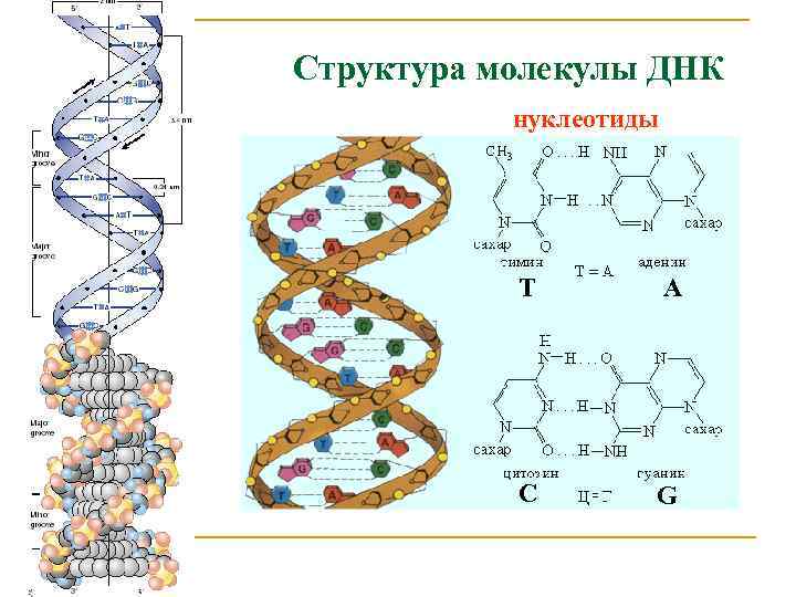 Структура молекулы ДНК нуклеотиды T A C G 