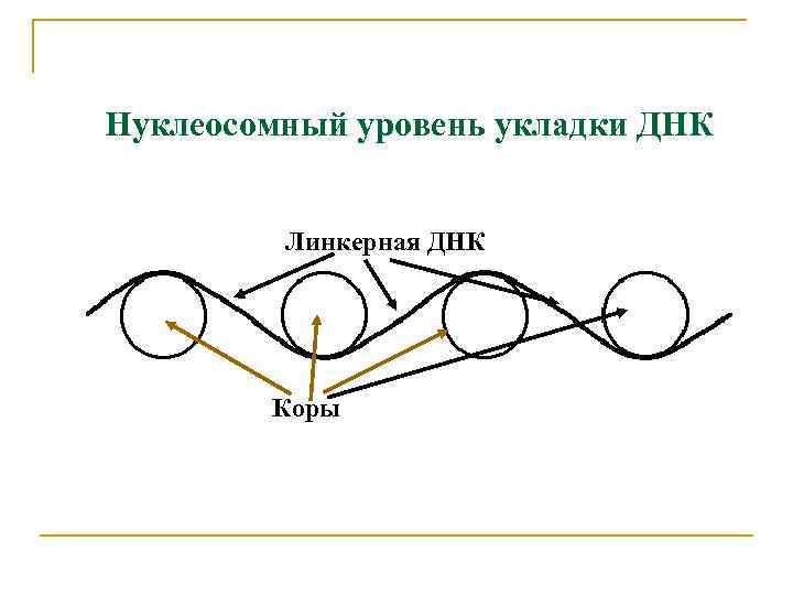 Нуклеосомный уровень укладки ДНК Линкерная ДНК Коры 