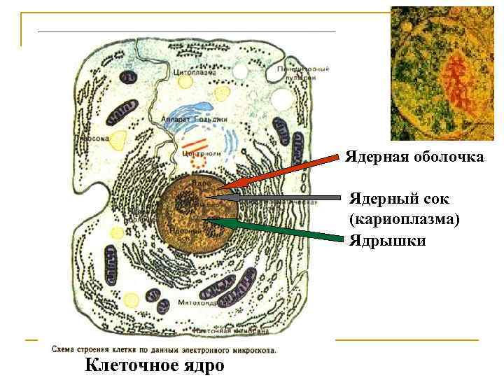 Полость в цитоплазме заполненная клеточным соком