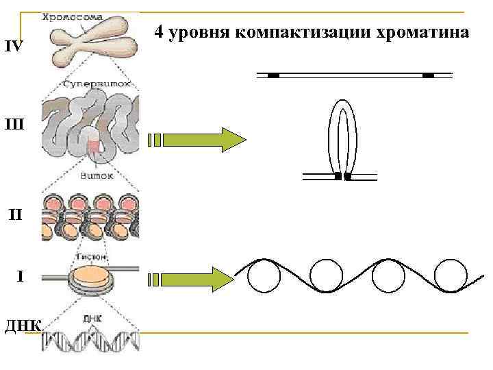 Стадии спирализации хромосом. . Структурная организация хроматина. Уровни компактизации ДНК.. Уровни компактизации хромосом эукариот. Этапы компактизации хроматина. Последовательные стадии компактизации хроматина:.