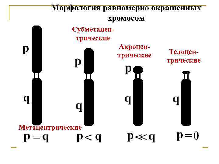 Графическое изображение отдельных хромосом со всеми их структурными характеристиками