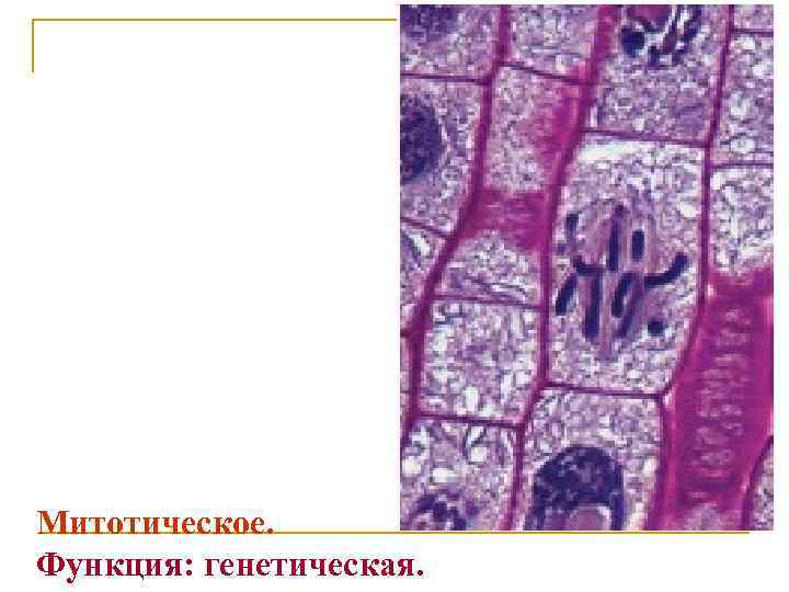 Митотическое. Функция: генетическая. 