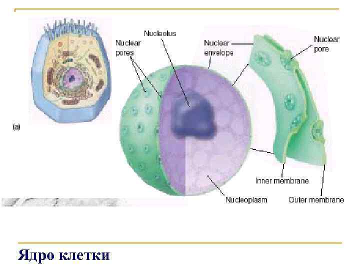 Ядро клетки 