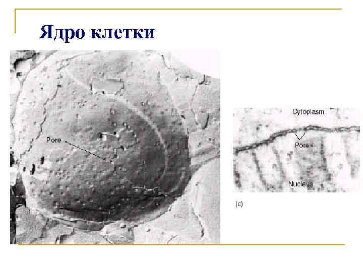 Ядро клетки 