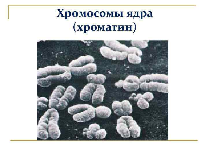Хромосомы ядра (хроматин) 