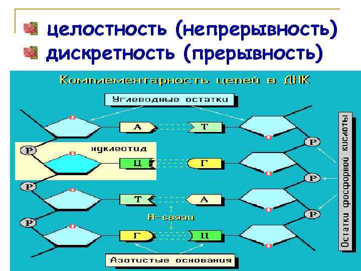 целостность (непрерывность) дискретность (прерывность) 