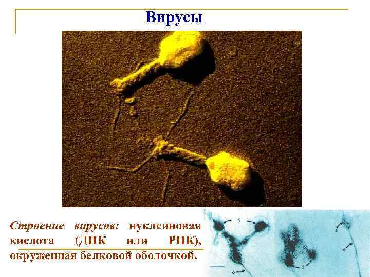 Вирусы Строение вирусов: нуклеиновая кислота (ДНК или РНК), окруженная белковой оболочкой. 