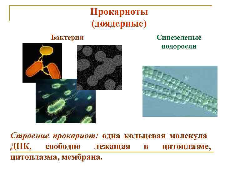 Прокариоты (доядерные) Бактерии Синезеленые водоросли Строение прокариот: одна кольцевая молекула ДНК, свободно лежащая в