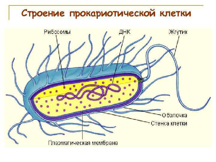 Строение прокариотической клетки 