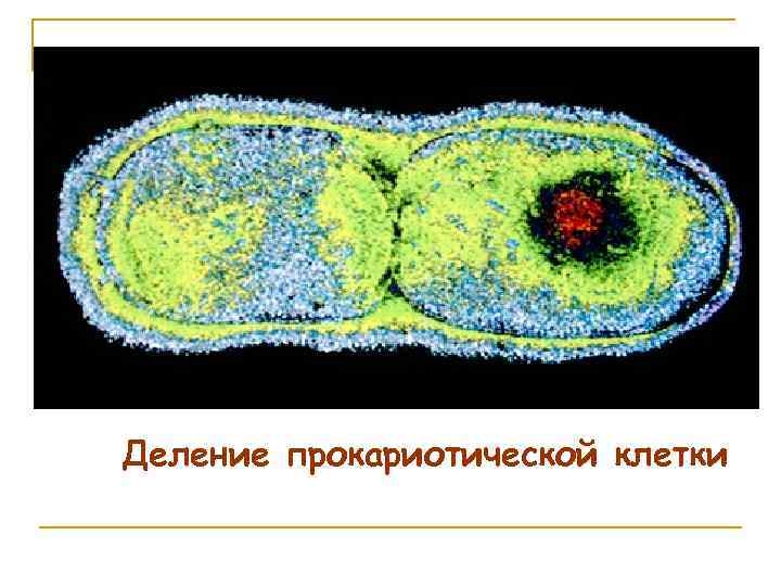 Деление прокариотической клетки 