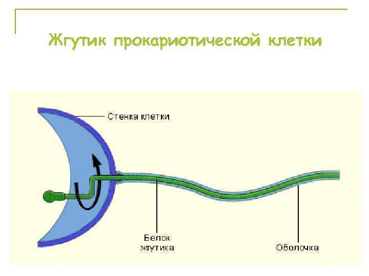 Жгутик прокариотической клетки 