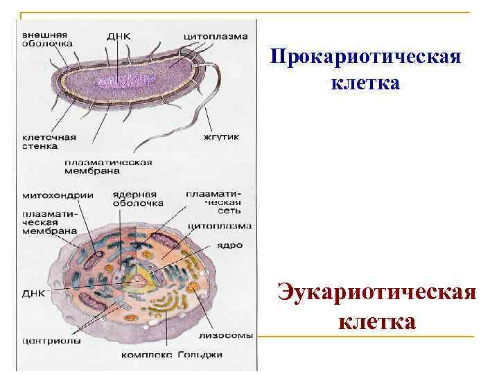 Прокариотическая клетка Эукариотическая клетка 