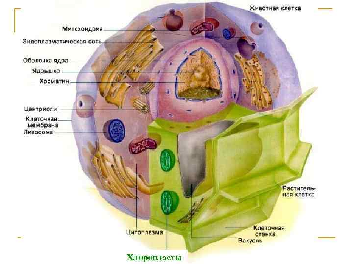 Животные Хлоропласты 