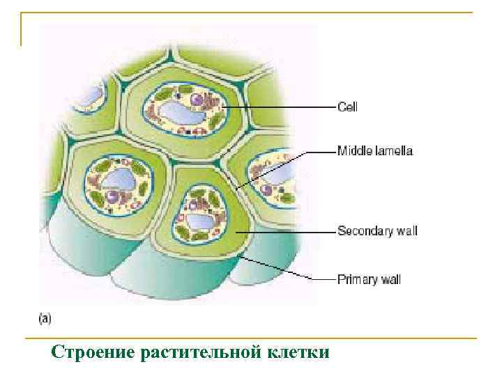 Строение растительной клетки 