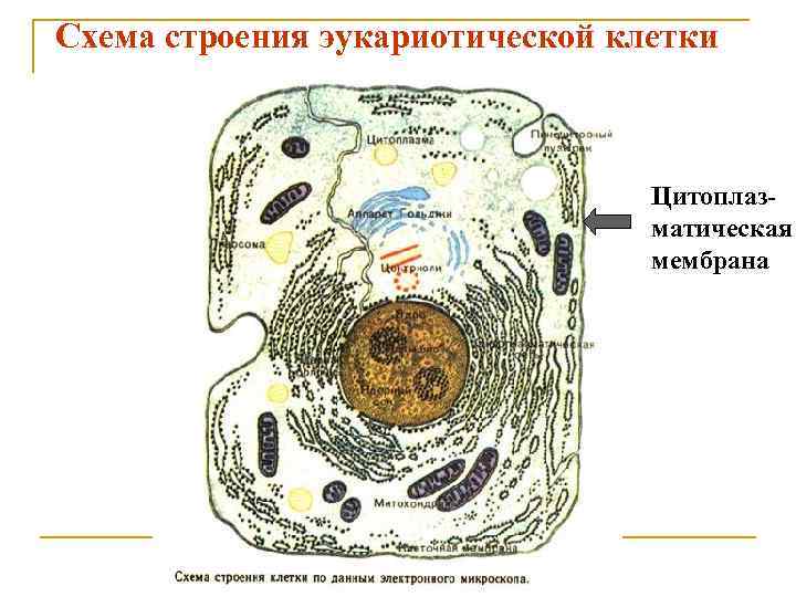 Схема клетки. Строение животной клетки без подписей. Животная клетка рисунок. Простая животная клетка. Животные клетки цитоплазмы.