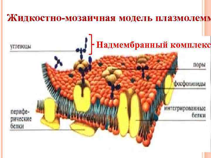 Жидкостно-мозаичная модель плазмолемм Надмембранный комплекс 