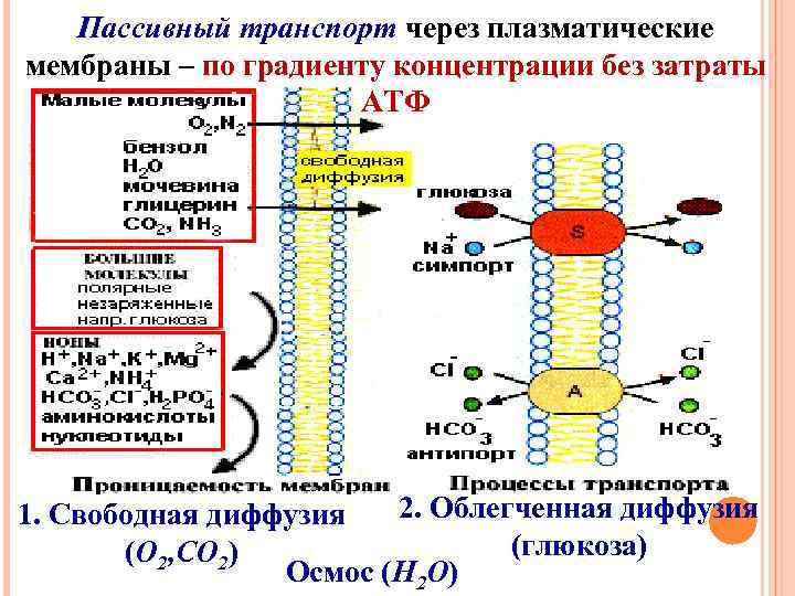 Пассивный транспорт это. Пассивный транспорт осмос. Пассивный транспорт по градиенту. Фильтрация пассивный транспорт. Пассивный транспорт веществ по градиенту концентрации.