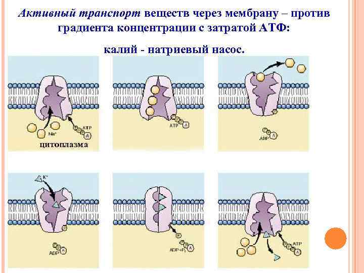 Калий натриевый насос схема