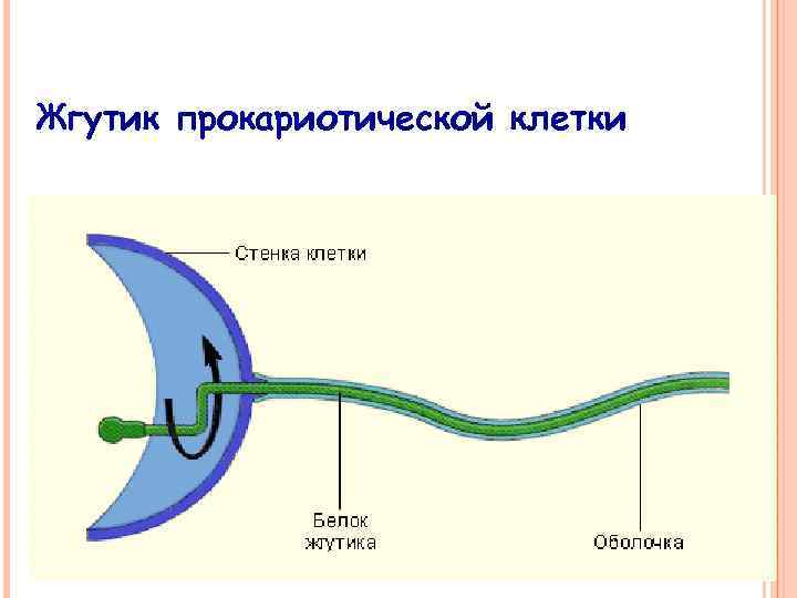 Жгутик прокариотической клетки 