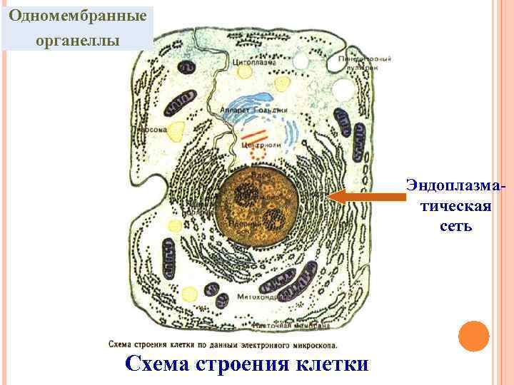 Одномембранные органеллы Эндоплазматическая сеть Схема строения клетки 