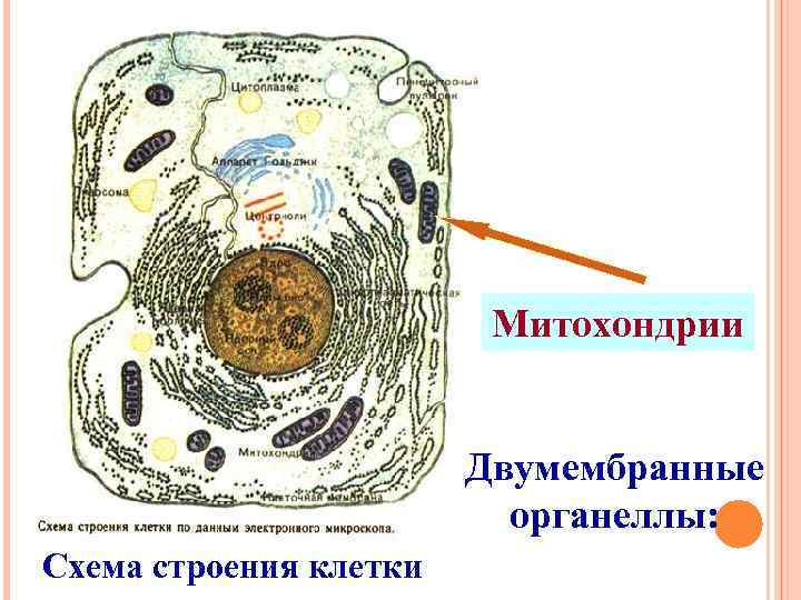 Двумембранная структура клетки