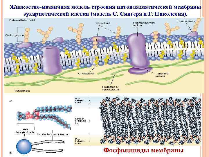 На рисунке изображена цитоплазматическая мембрана эукариотической клетки какая структура обозначена